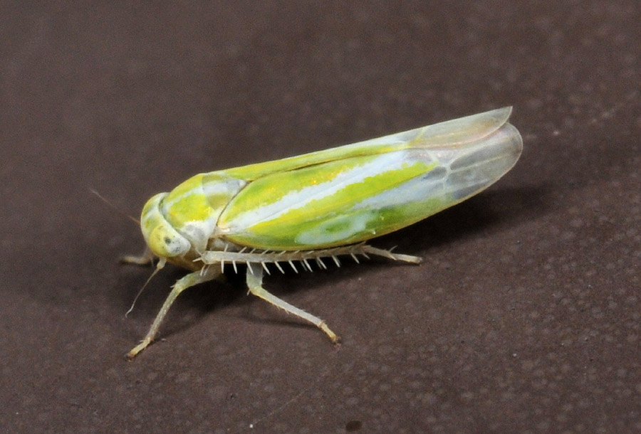 Alebra sp. (Cicadellidae).